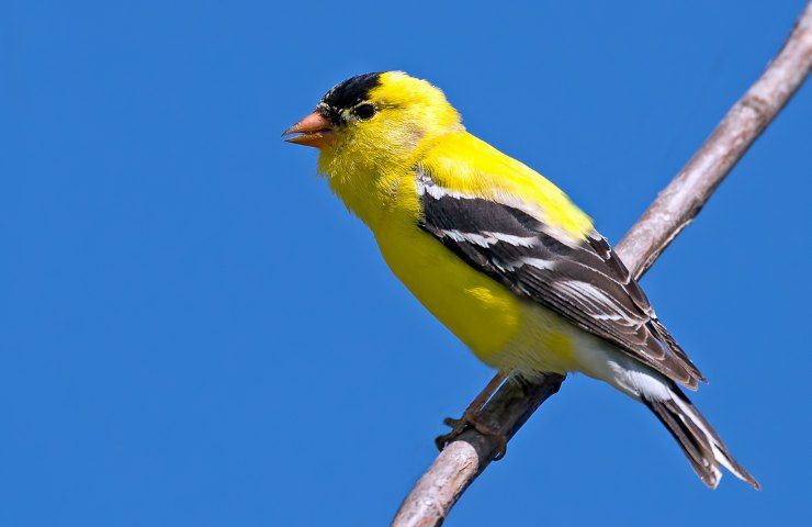 cardellino habitat e alimentazione