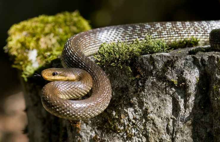 colubro dei balcani habitat