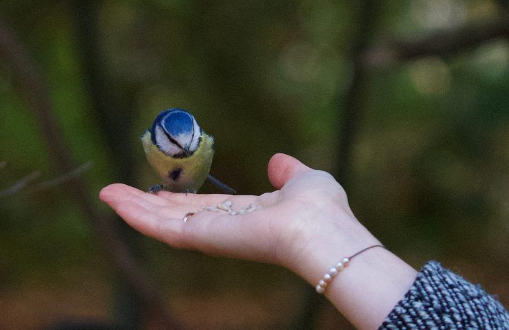 cinciallegra temperamento e leggende