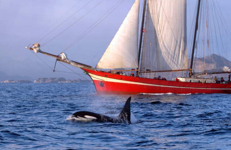 orche attaccano le barche per gioco