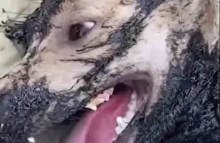 cane incastrato nel bitume video