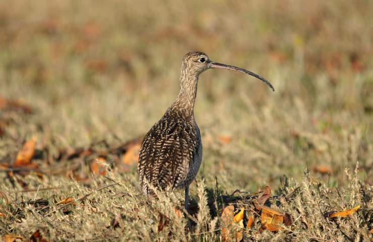 chiurlo habitat e caratteristiche