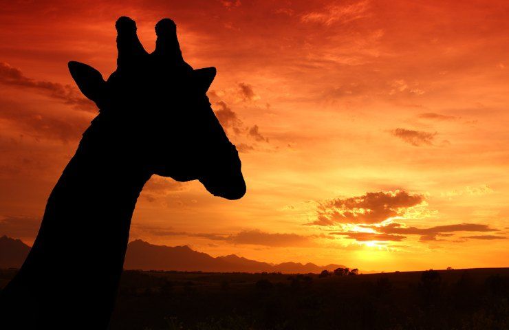 giraffe ripopolano l'Angola