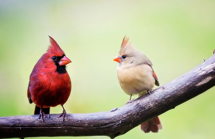 cardinale rosso habitat e carateristiche
