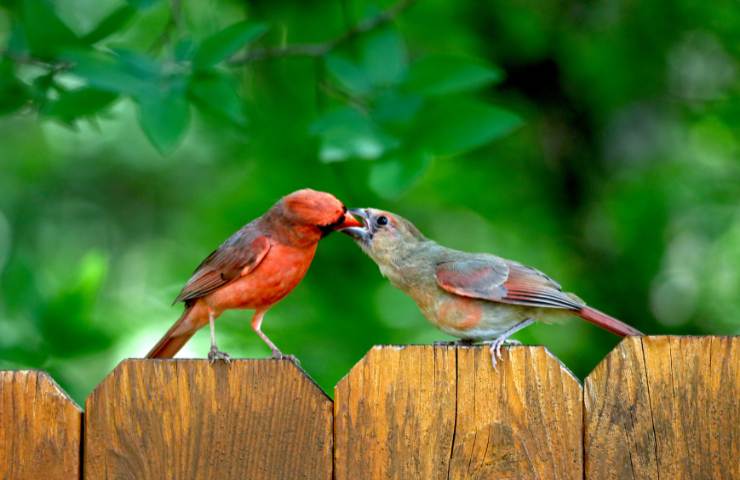 cardinale rosso habitat e carateristiche