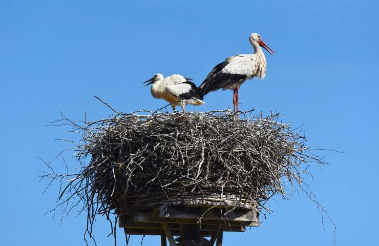 cicogna habitat e leggende