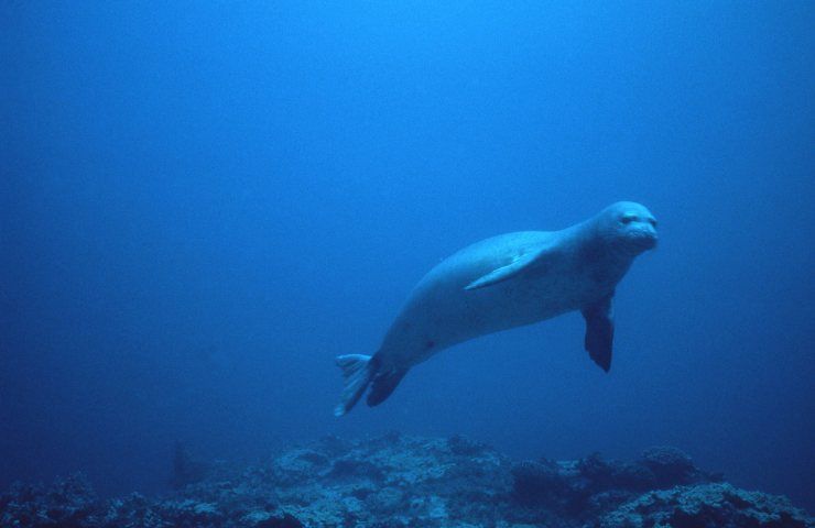 foca monaca ripopolazione