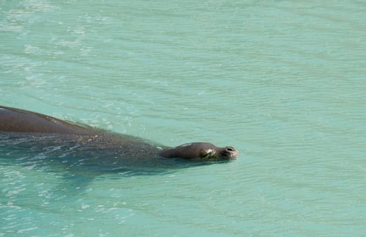 foca monaca ripopolazione
