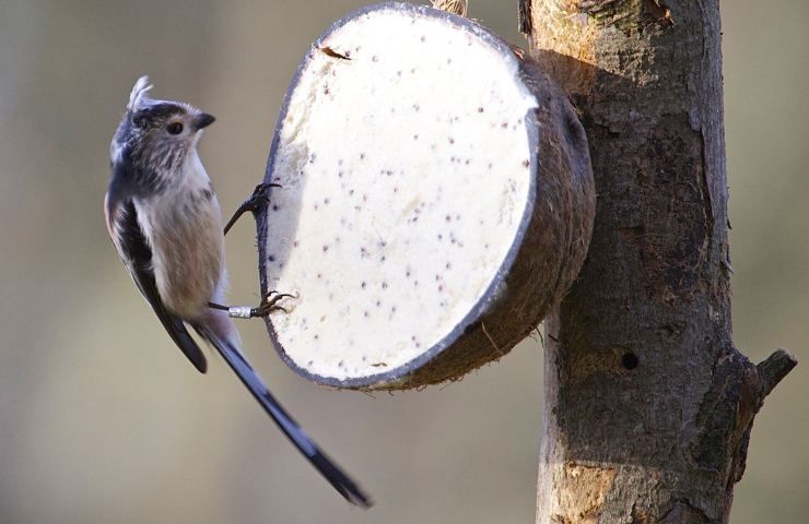 codibugnolo habitat e alimentazione