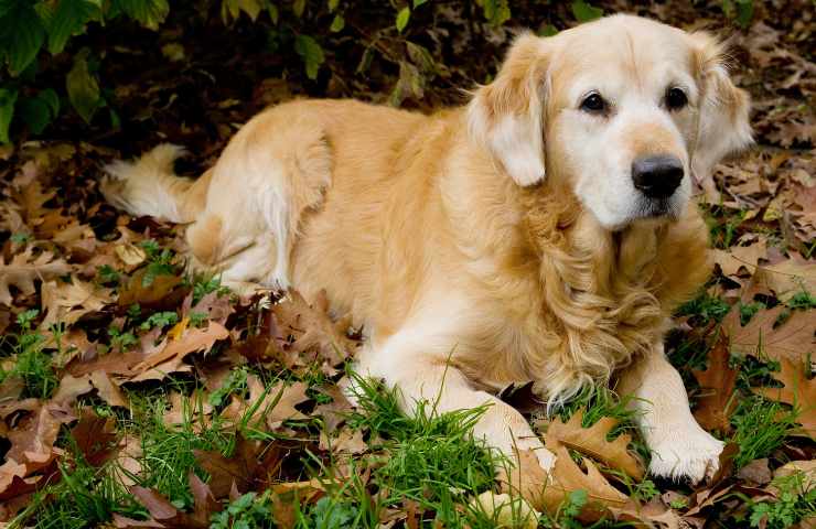 Zoo Golden retriever gabbia cinque tigri