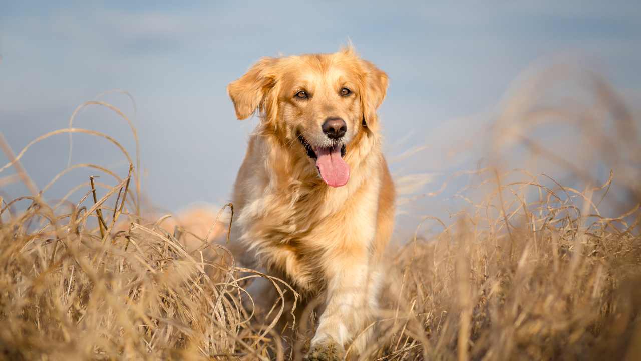 Golden retriever mentre corre