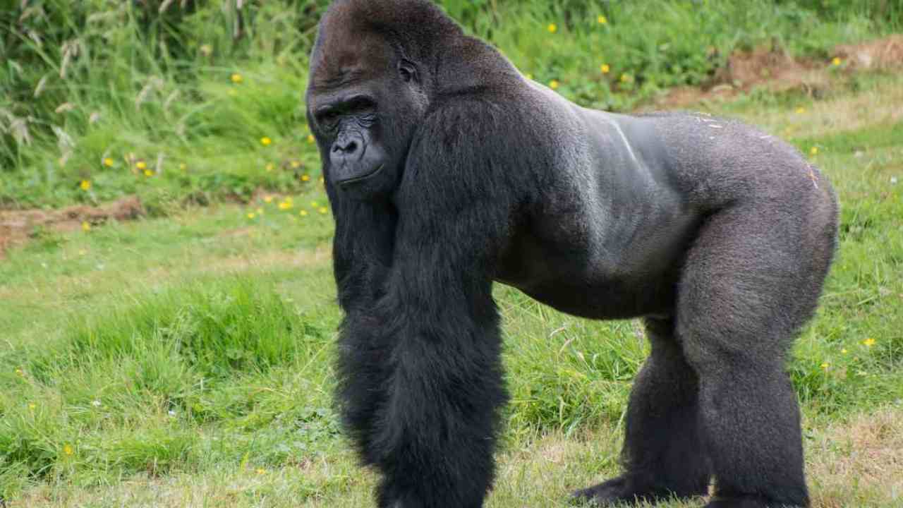 Gorilla partorisce cucciolo credono maschio