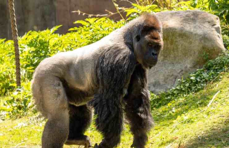 Gorilla allo zoo