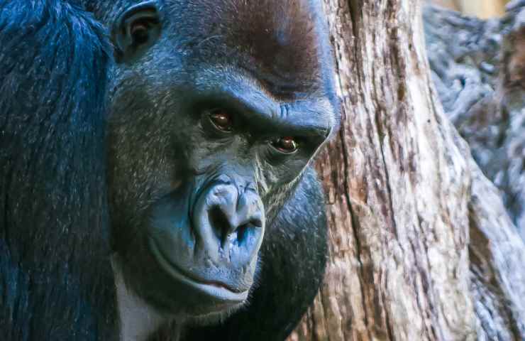 Sully gorilla credono maschio partorisce