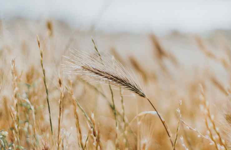 Terreni agricoli benefici coltivazioni