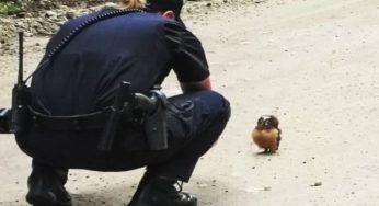 Il motociclista trova un piccolo gufo: quello che accade nei mesi successivi è inimmaginabile