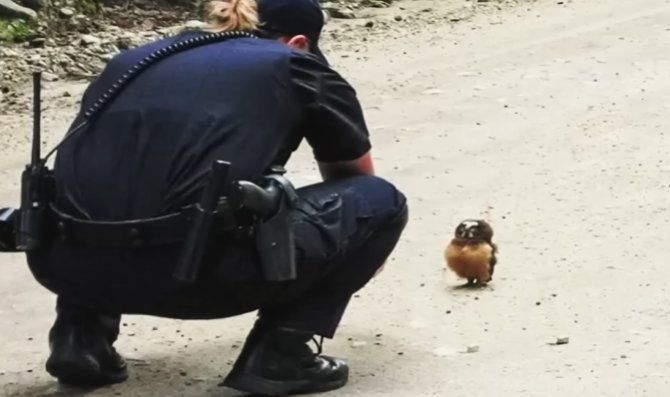 Un motociclista salva un piccolo di gufo e c'è la sorpresa