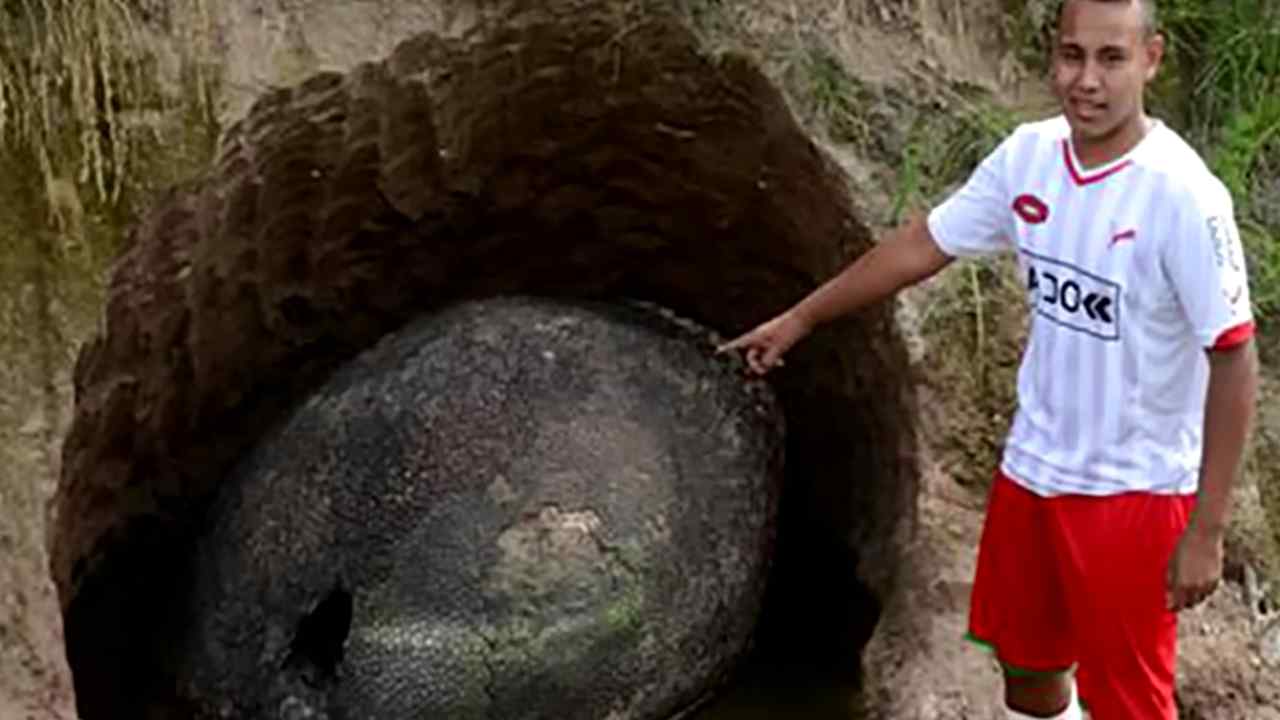 Guscio tartaruga fossilizzato Argentina scoperto terreni contadino