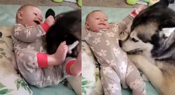 L’Husky fa il solletico al bimbo: la sua risata sarà il suono più bello che sentirai oggi