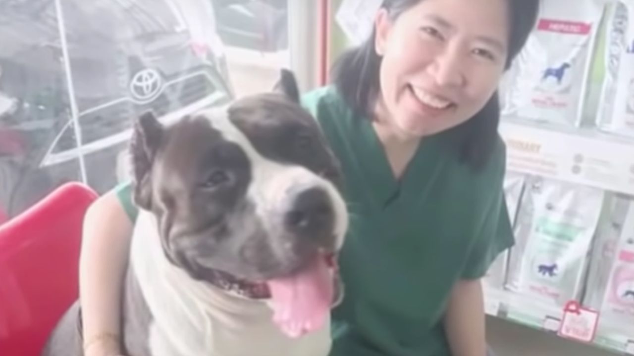 cane salvato veterinario