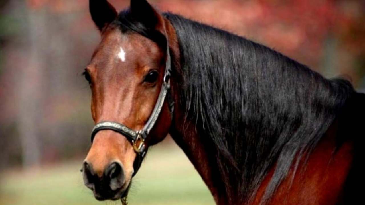 cavallo quanto pesa