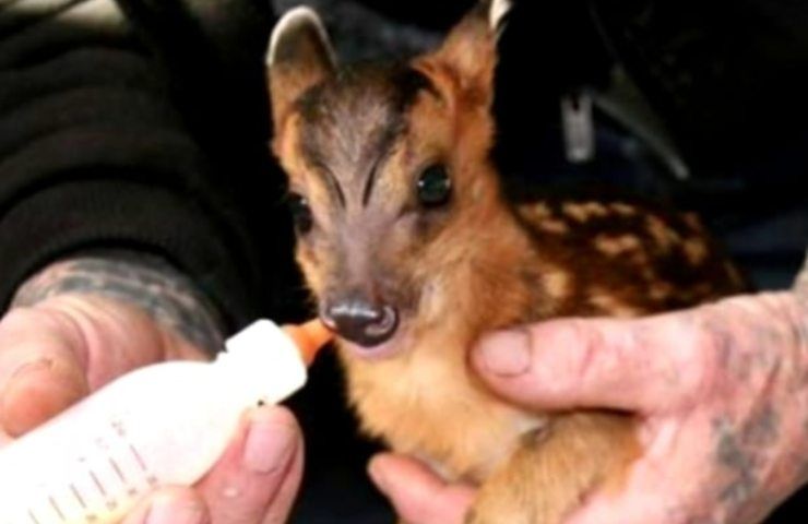 cucciolo di cervo