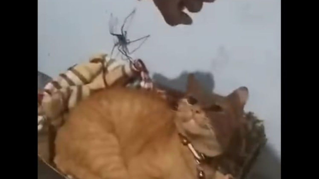 ragno più pericoloso