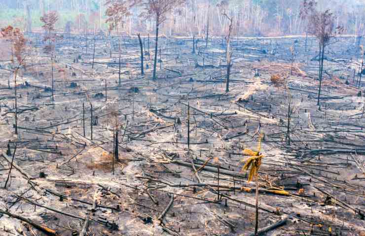 incendi amazzonia