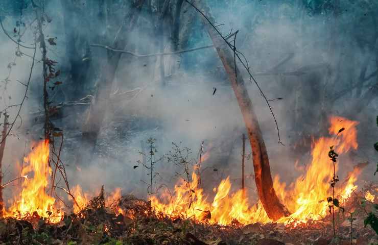 Foresta amazzonica deforestazione dati