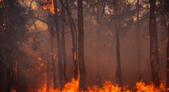 Incendio in una pineta: auto danneggiate e lidi evacuati