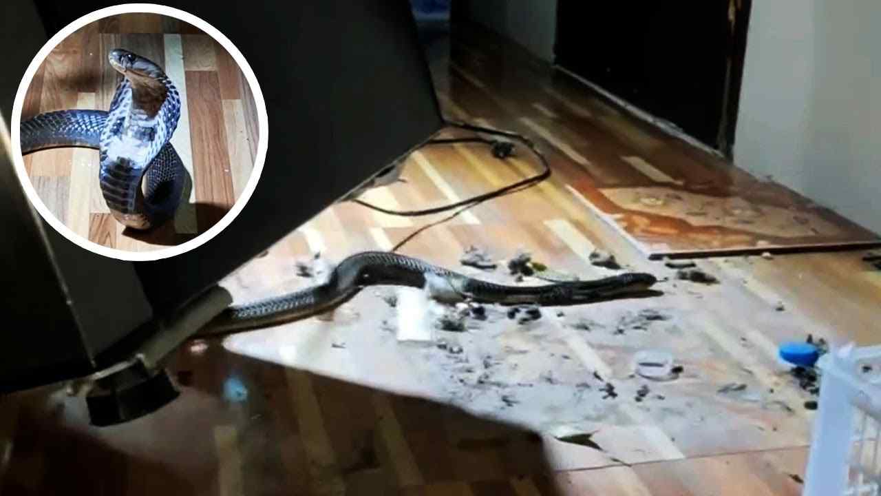 Que miedo, la cobra real encontrada detrás del refrigerador en la casa