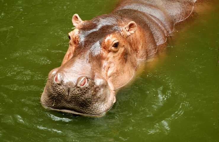 Paul Temper inghiottito da ippopotamo storia vera