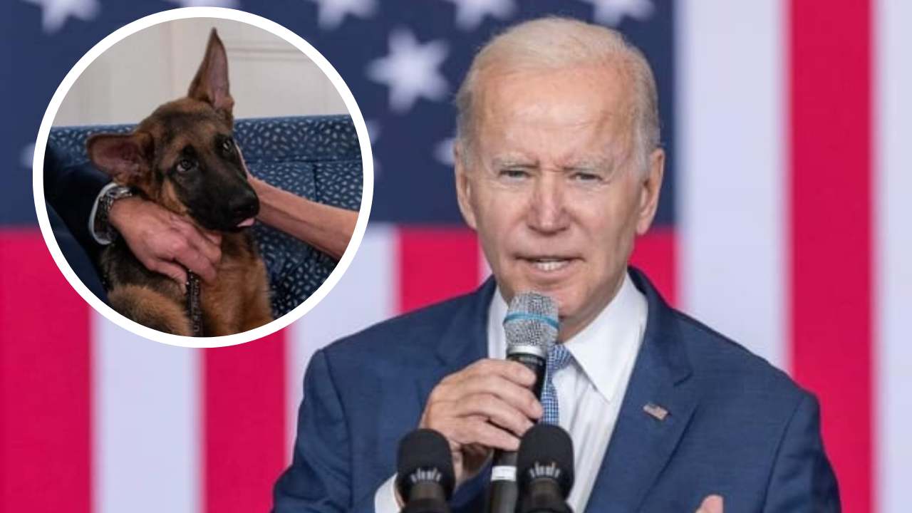 Il cane di Biden perde la testa: “Ha mandato un uomo all’ospedale”. Il ...