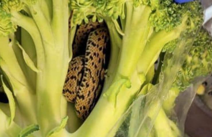 serpente incastrato broccolo