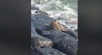 La tartaruga è intrappolata: l’uomo sfida i pericoli pur di aiutarla