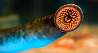 “Vampiri di mare” stanno aumentando: non è una buona notizia