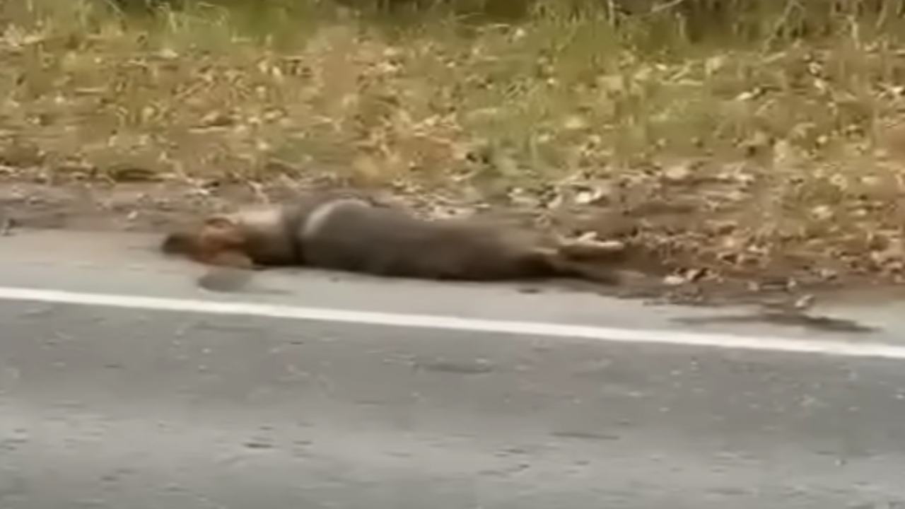 cane morente strada