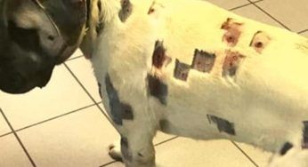 Pensa che il suo cane sia ricoperto di morsi: dal veterinario la verità la sconvolge