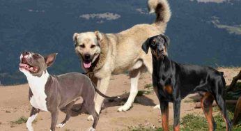 Quali sono i tre cani più forti del mondo? Scopriamolo
