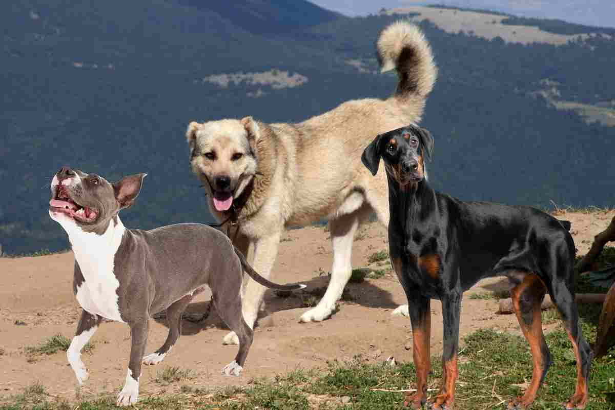 razze cani più forti al mondo