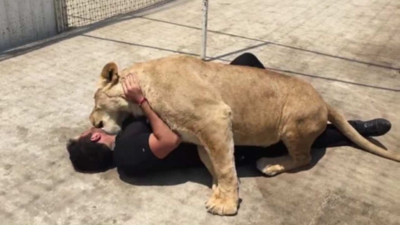 leonessa quanto pesa