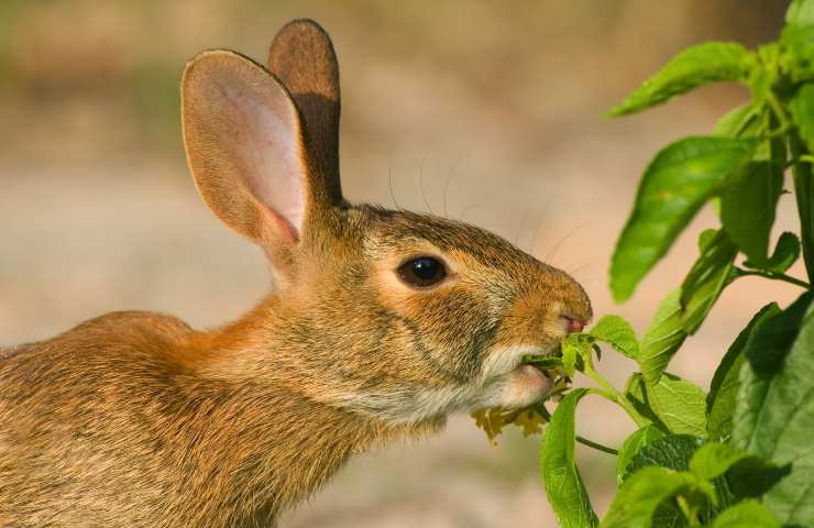 Come difendere l'orto dagli animali selvatici