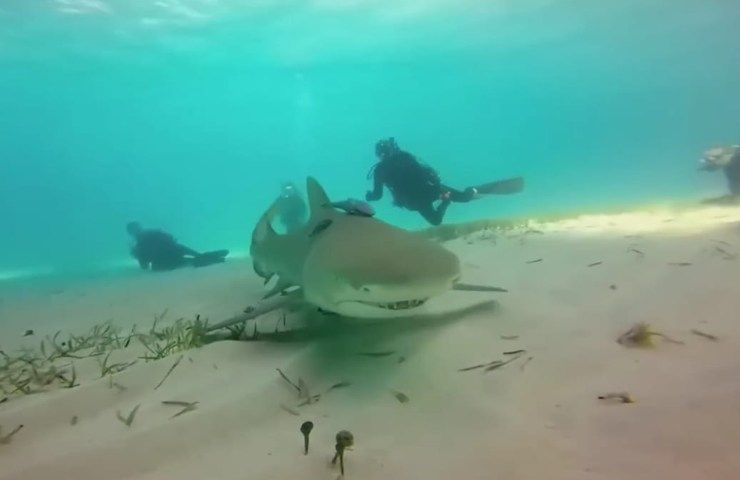 immersioni subacquee squali