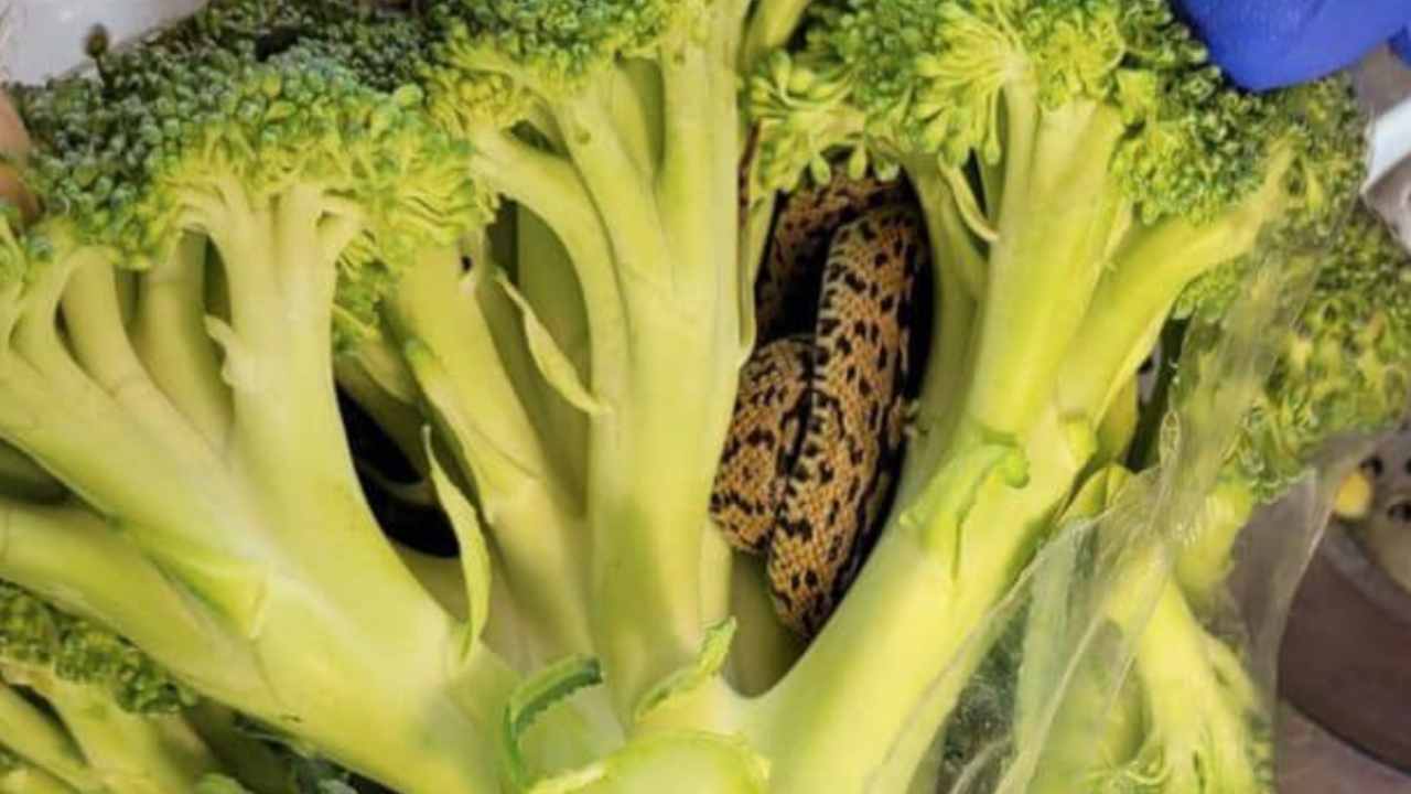 serpente nascosto broccoli