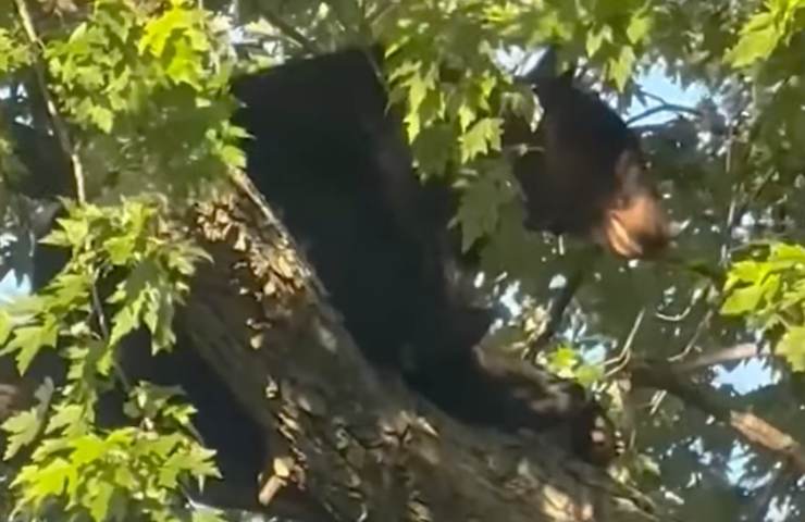 orso nero terrorizza quartiere