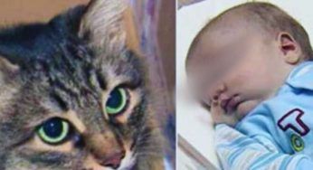 Il bambino è stato abbandonato solo circondato da pericoli: il suo eroe è un gatto