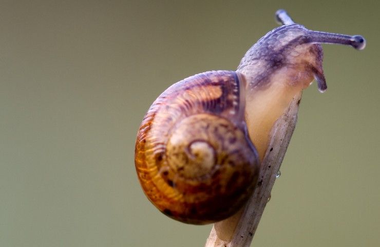 Mangia una lumaca e more, come è successo