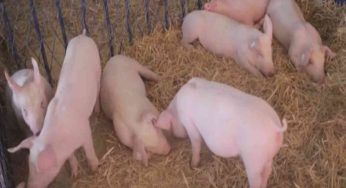 Allevamenti intensivi: maiali alimentati con acqua ossigenata, rischi per la salute – VIDEO