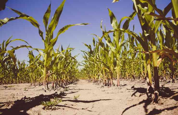 Emergenza climatica conseguenze agricoltura