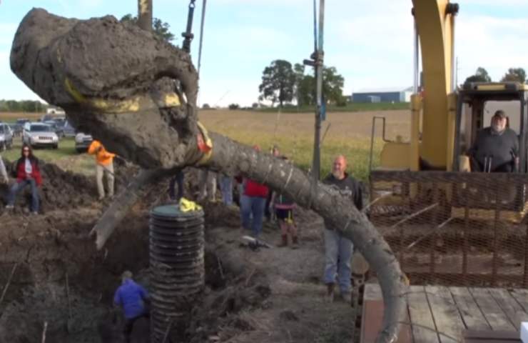 Agricoltore scopre mammut sepolto nel suo terreno